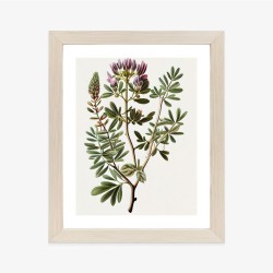 Poster Astragalus Mit Lila Blüten