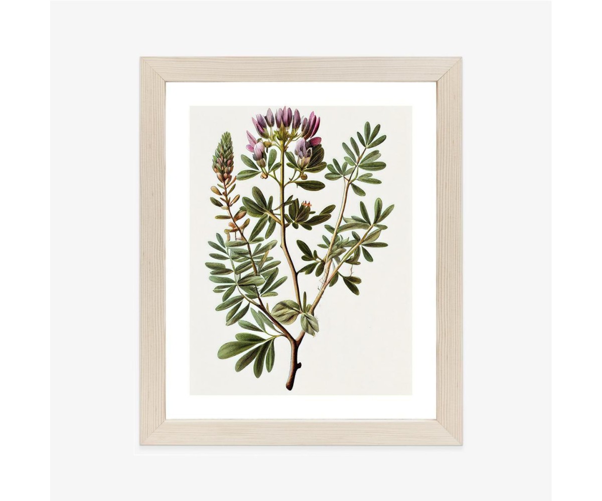 Poster Astragalus Mit Lila Blüten