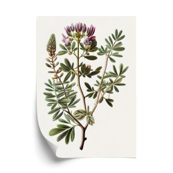 Poster Astragalus Mit Lila Blüten