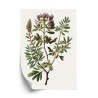 Poster Astragalus Mit Lila Blüten