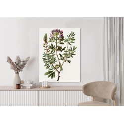 Poster Astragalus Mit Lila Blüten