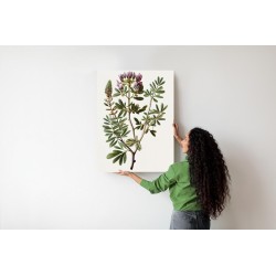 Poster Astragalus Mit Lila Blüten