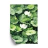 Poster Weiße Blüten Zwischen Grünen Lotusblättern