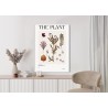 Poster Herbstpflanzen Im Herbarium