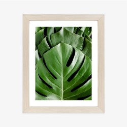 Poster Monstera-Palmenblätter