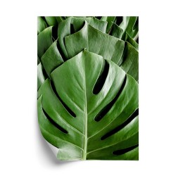 Poster Monstera-Palmenblätter