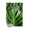 Poster Monstera-Palmenblätter