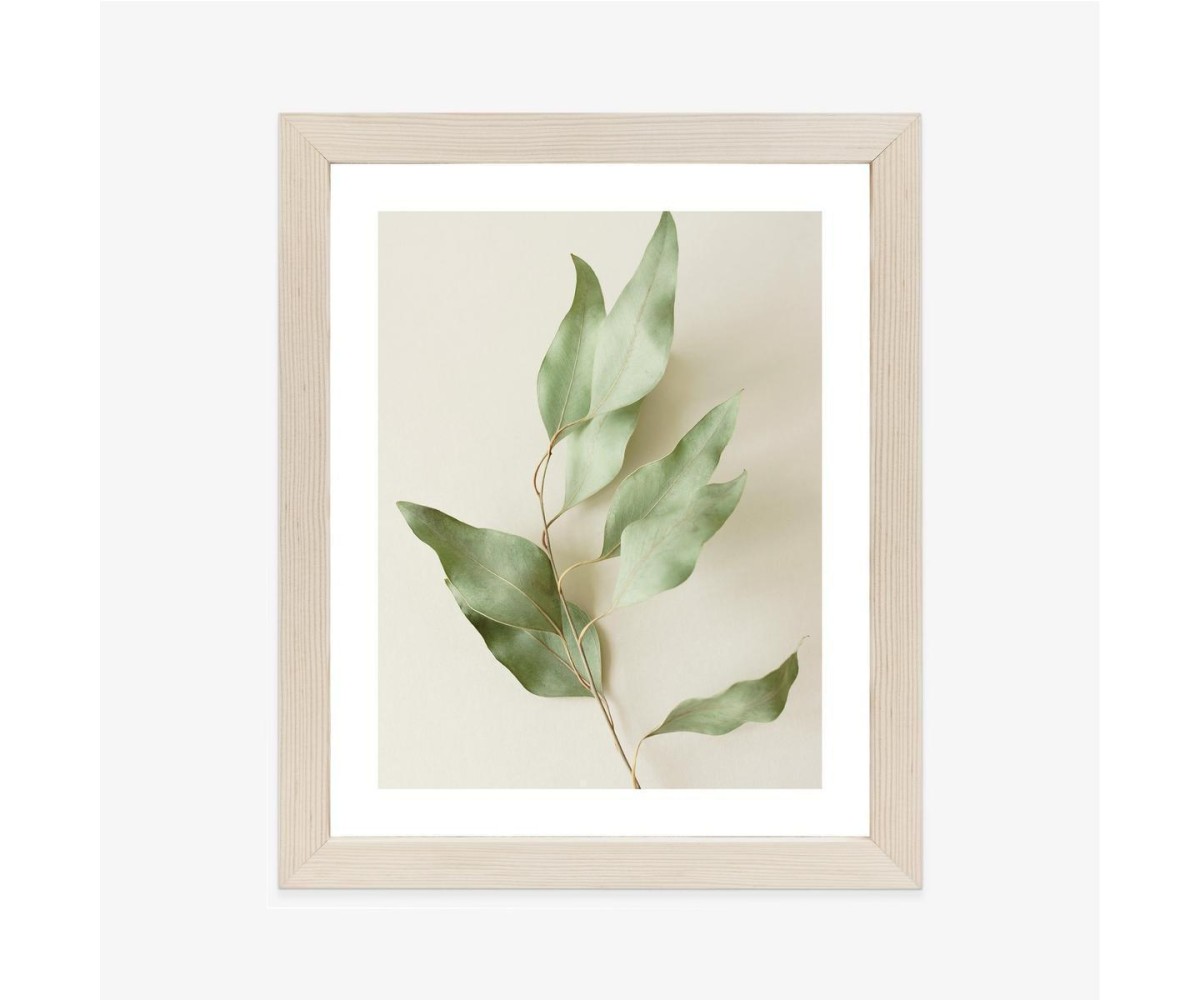 Poster Trockene Eukalyptusblätter