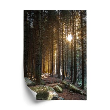 Poster Sonniger Morgen In Einem Kiefernwald