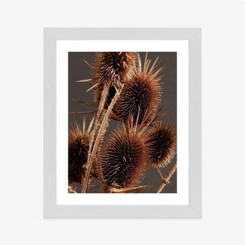 Poster Trockene Klette