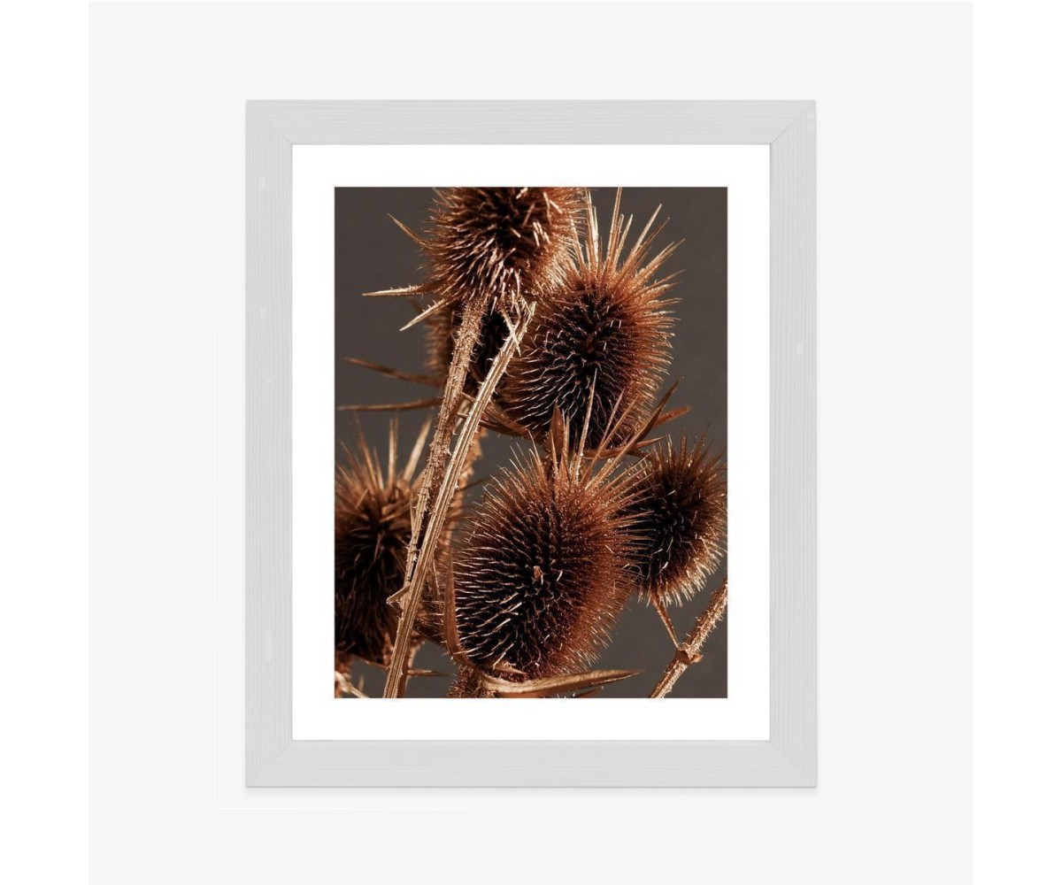 Poster Trockene Klette