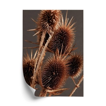 Poster Trockene Klette