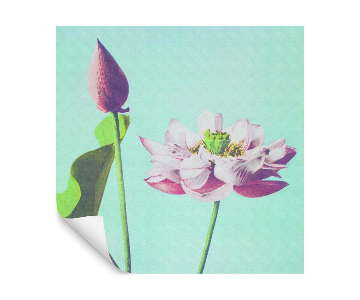 Fototapete Quadratisch Kazumasa Lotus