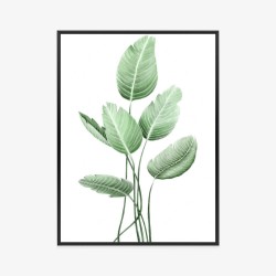 Poster Weiße Strelitzie Rahmen Aluminium Farbe Schwarz