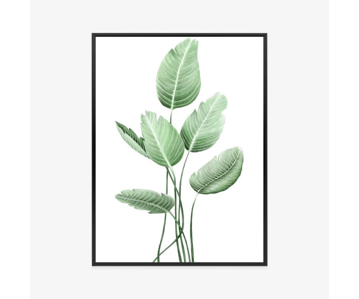 Poster Weiße Strelitzie Rahmen Aluminium Farbe Schwarz