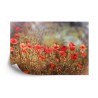 Fototapete Wilde Mohnblumen Auf Der Wiese