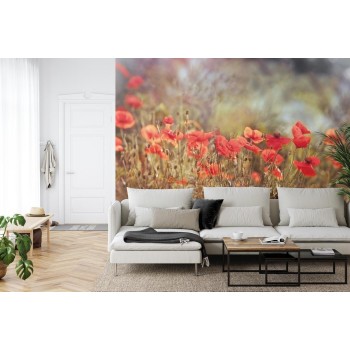 Fototapete Wilde Mohnblumen Auf Der Wiese