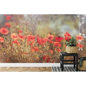 Fototapete Wilde Mohnblumen Auf Der Wiese