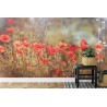 Fototapete Wilde Mohnblumen Auf Der Wiese