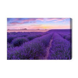 Leinwandbild Lavendelfeld