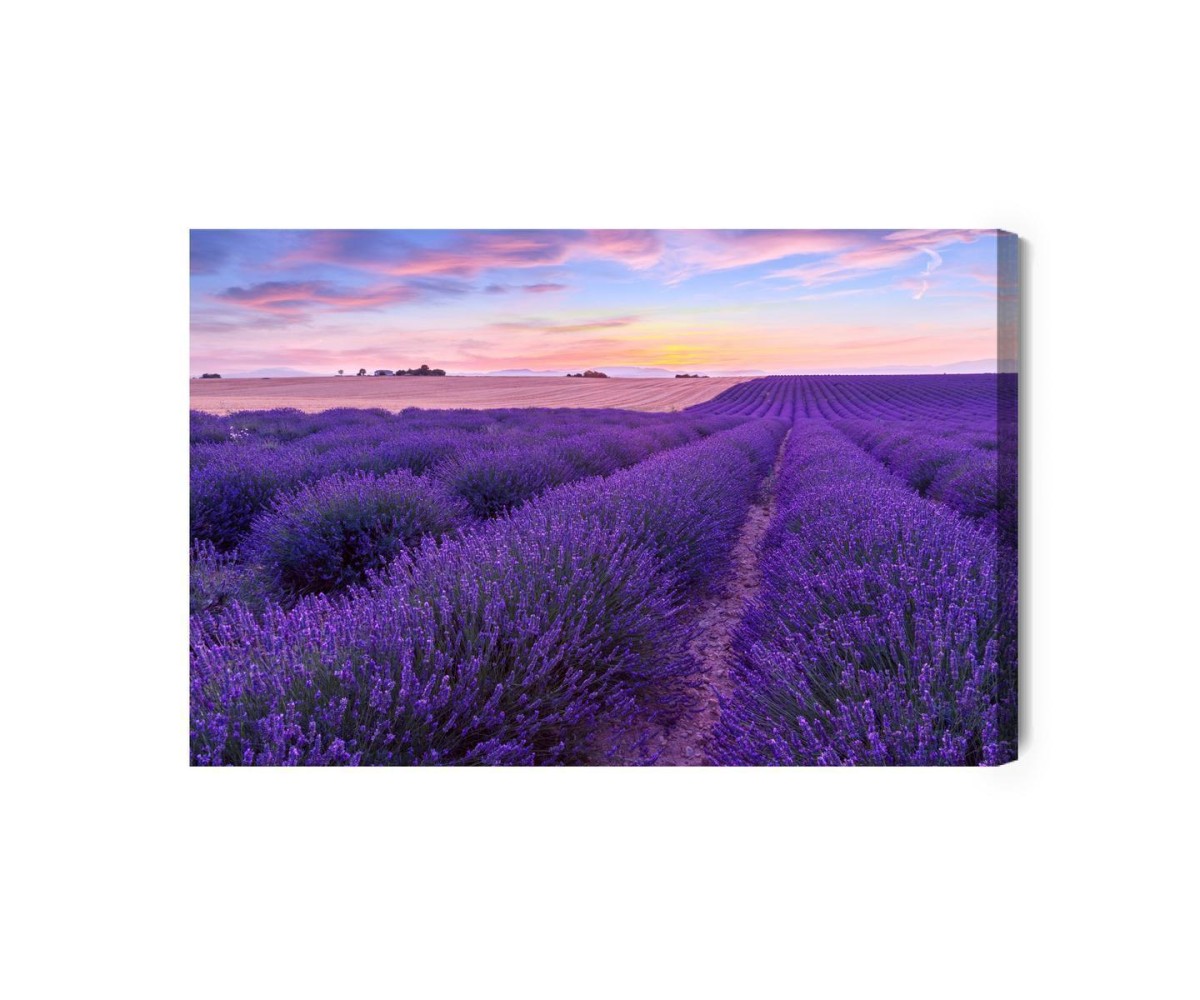 Leinwandbild Lavendelfeld
