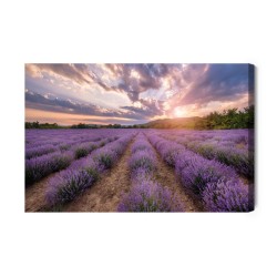 Leinwandbild Lavendelfeld Bei Sonnenuntergang