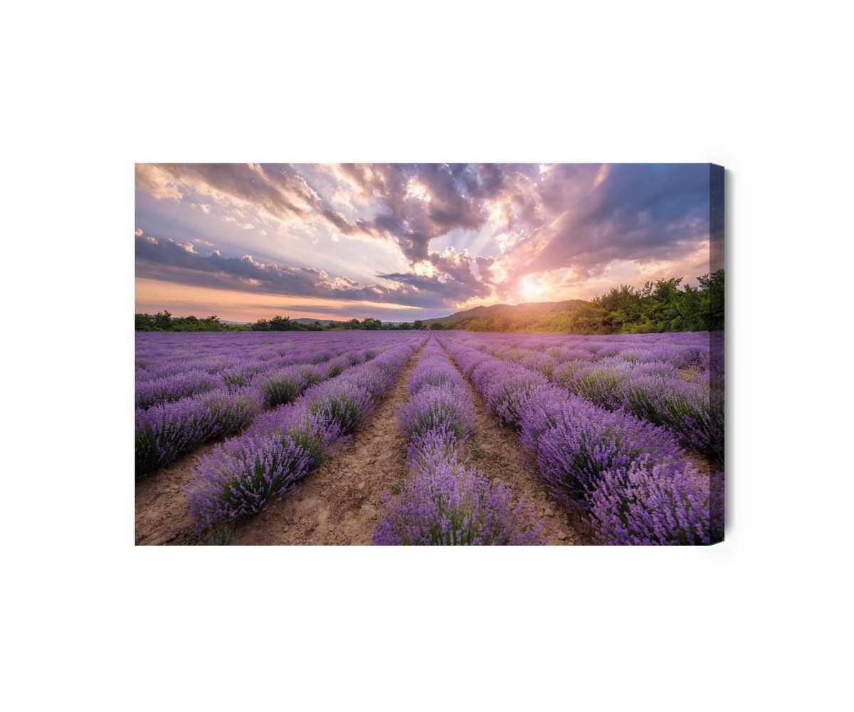 Leinwandbild Lavendelfeld Bei Sonnenuntergang