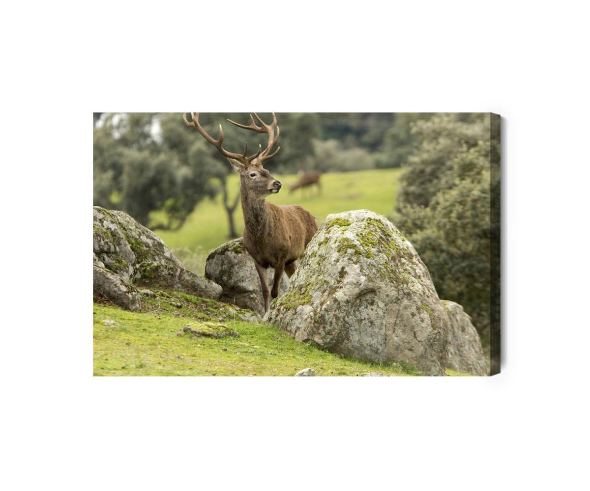 Leinwandbild Ein Reh Zwischen Den Felsen