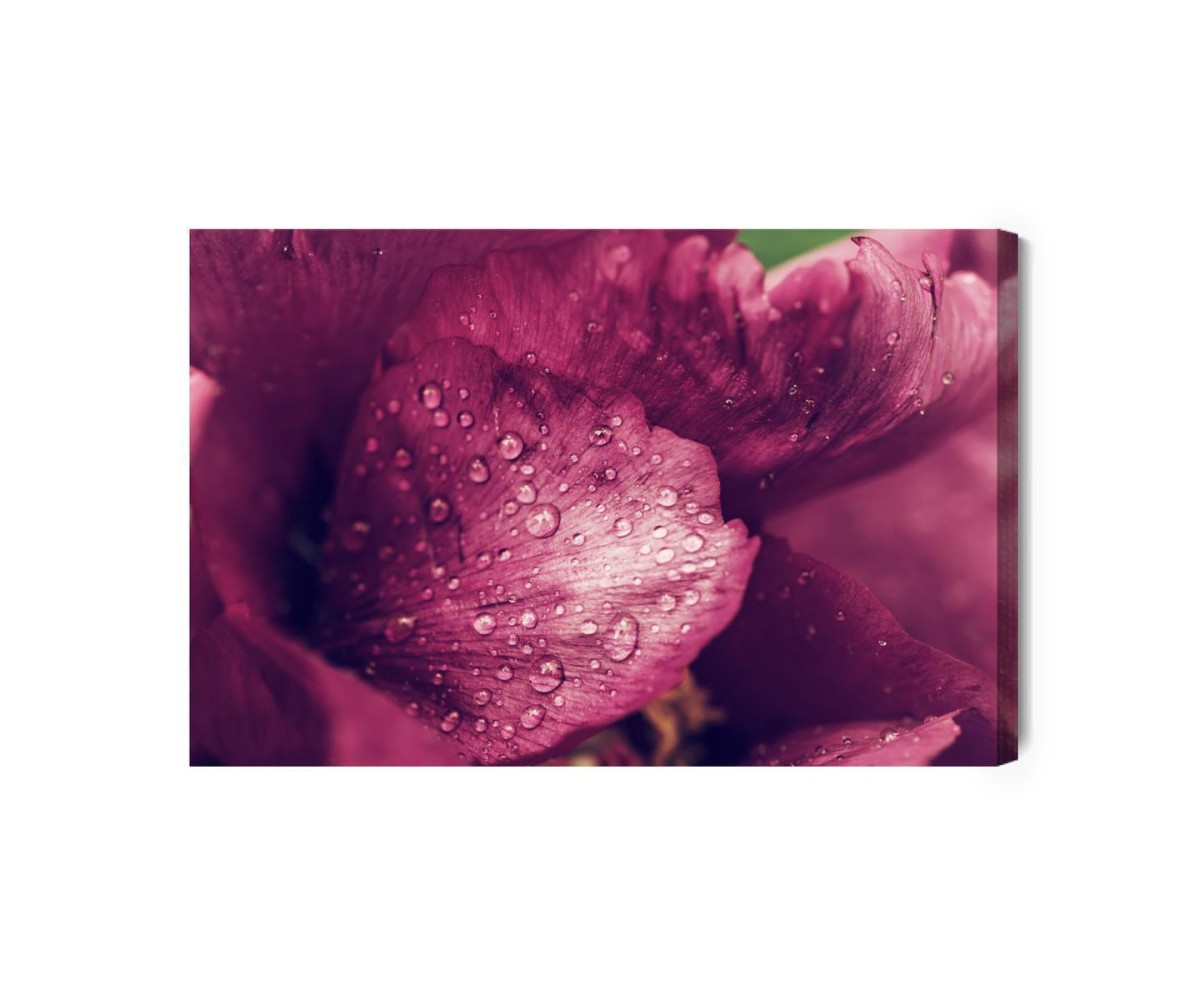 Leinwandbild Pfingsrosen Mit Tau