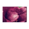 Leinwandbild Pfingsrosen Mit Tau