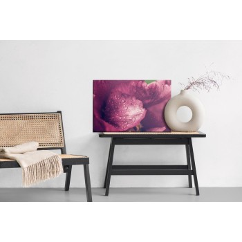 Leinwandbild Pfingsrosen Mit Tau