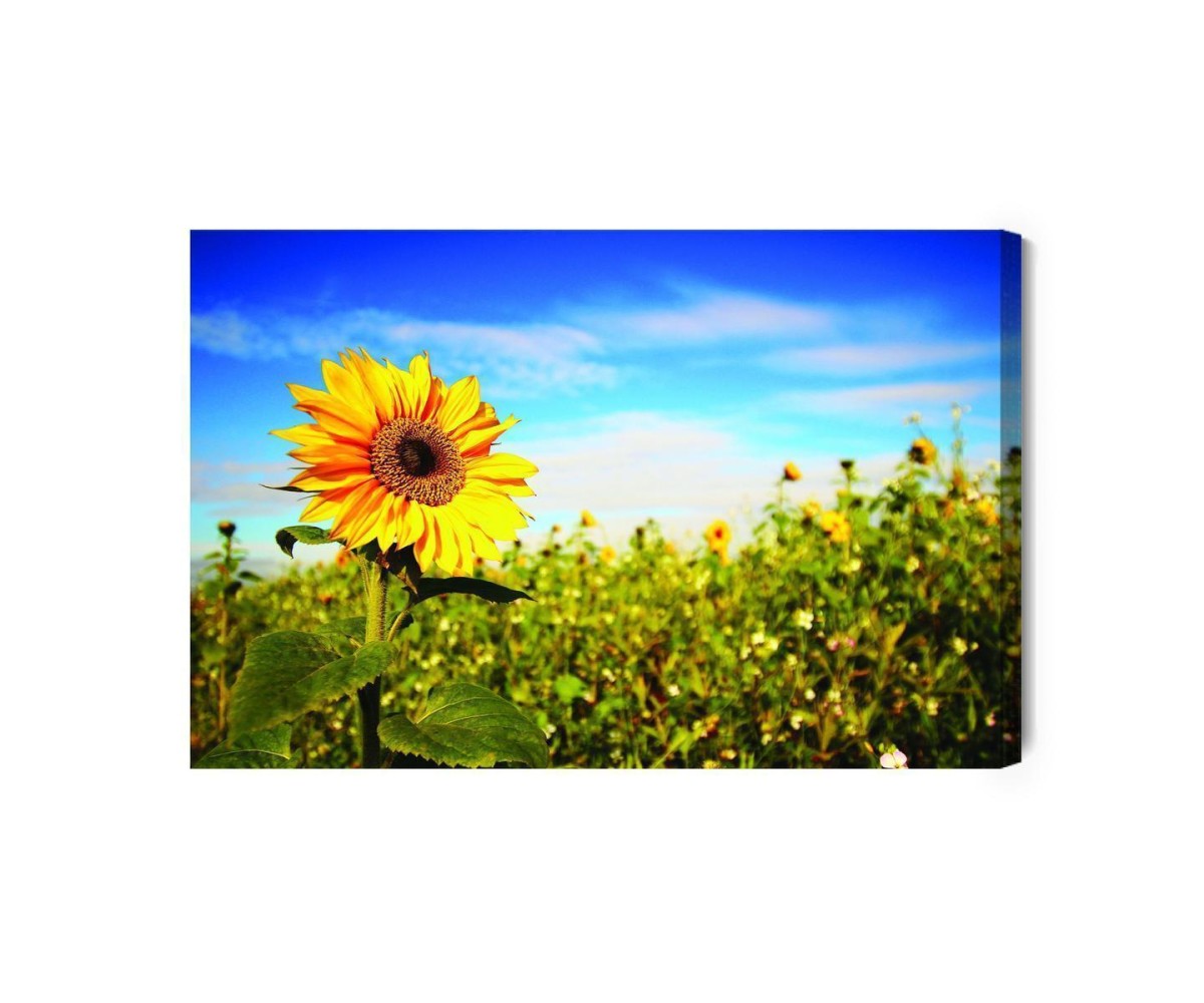 Leinwandbild Sonnenblumen Gegen Den Blauen Himmel