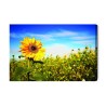 Leinwandbild Sonnenblumen Gegen Den Blauen Himmel