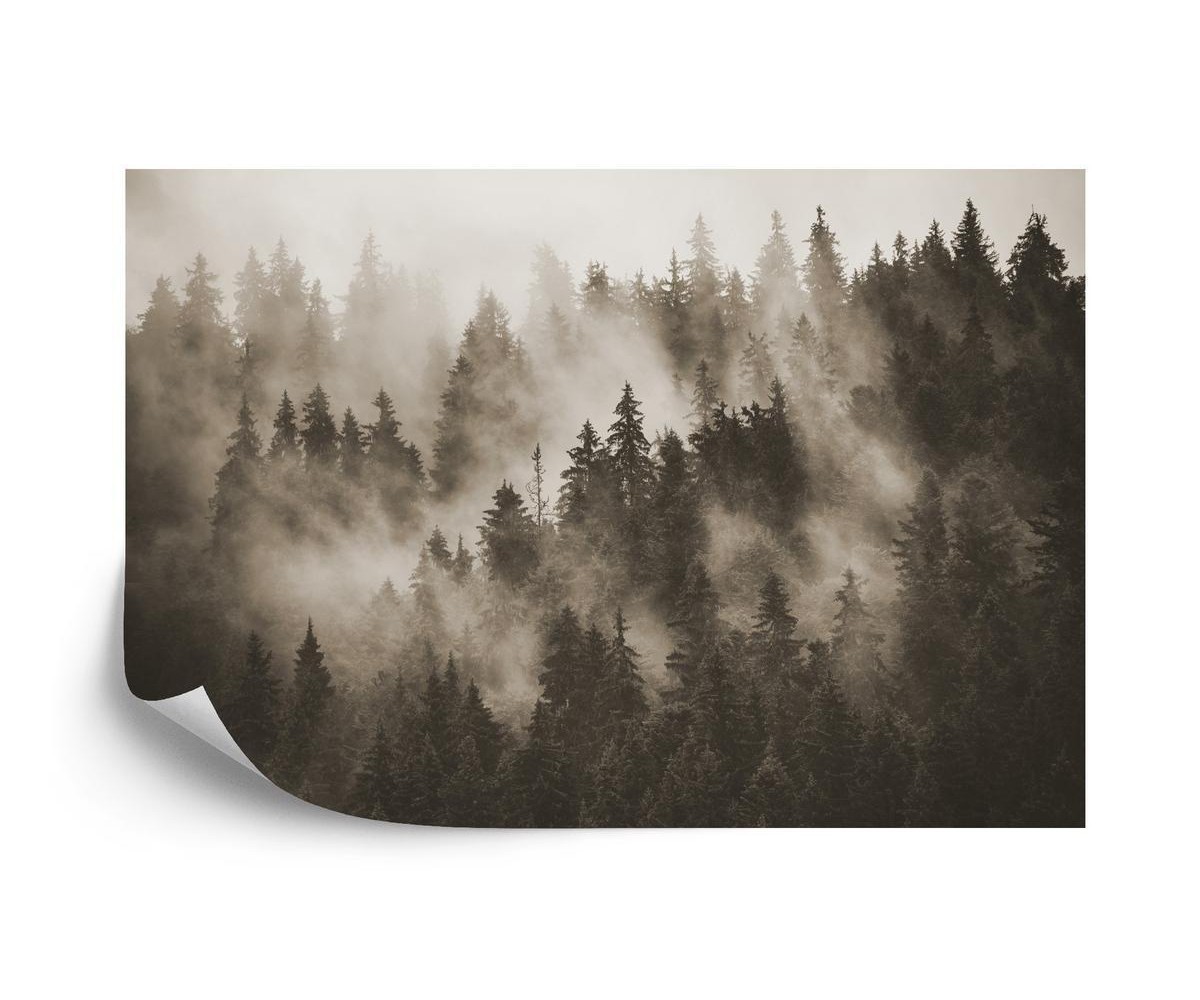 Fototapete Wald Im Nebel In Sepia