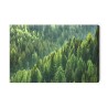 Leinwandbild Grüner Nadelwald