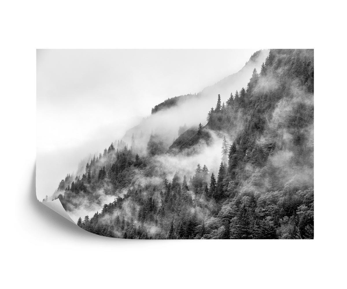 Fototapete Nebel Im Wald Noir
