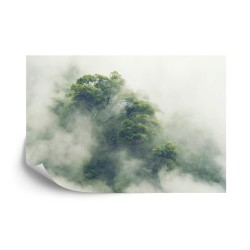 Fototapete Tropical Forest In Japan  Nature Jungle With Green Tree And Fog  Concept Of Zin Therapy Comfortable Freedom R