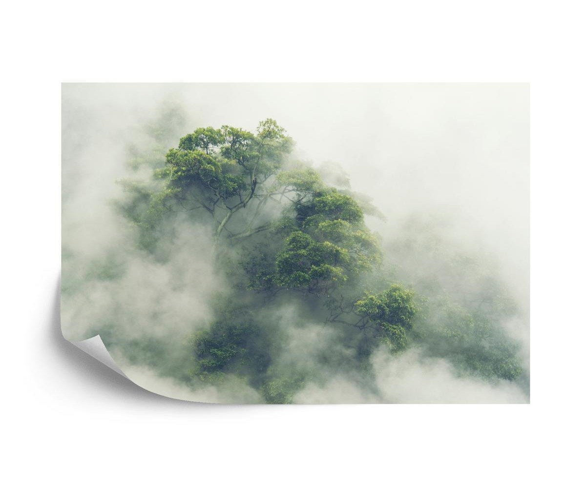 Fototapete Tropical Forest In Japan  Nature Jungle With Green Tree And Fog  Concept Of Zin Therapy Comfortable Freedom R