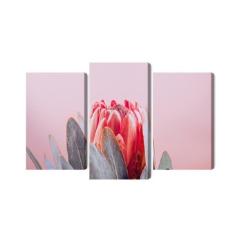 Mehrteiliges Bild Blume Der Königlichen Protea Aus Nächster Nähe