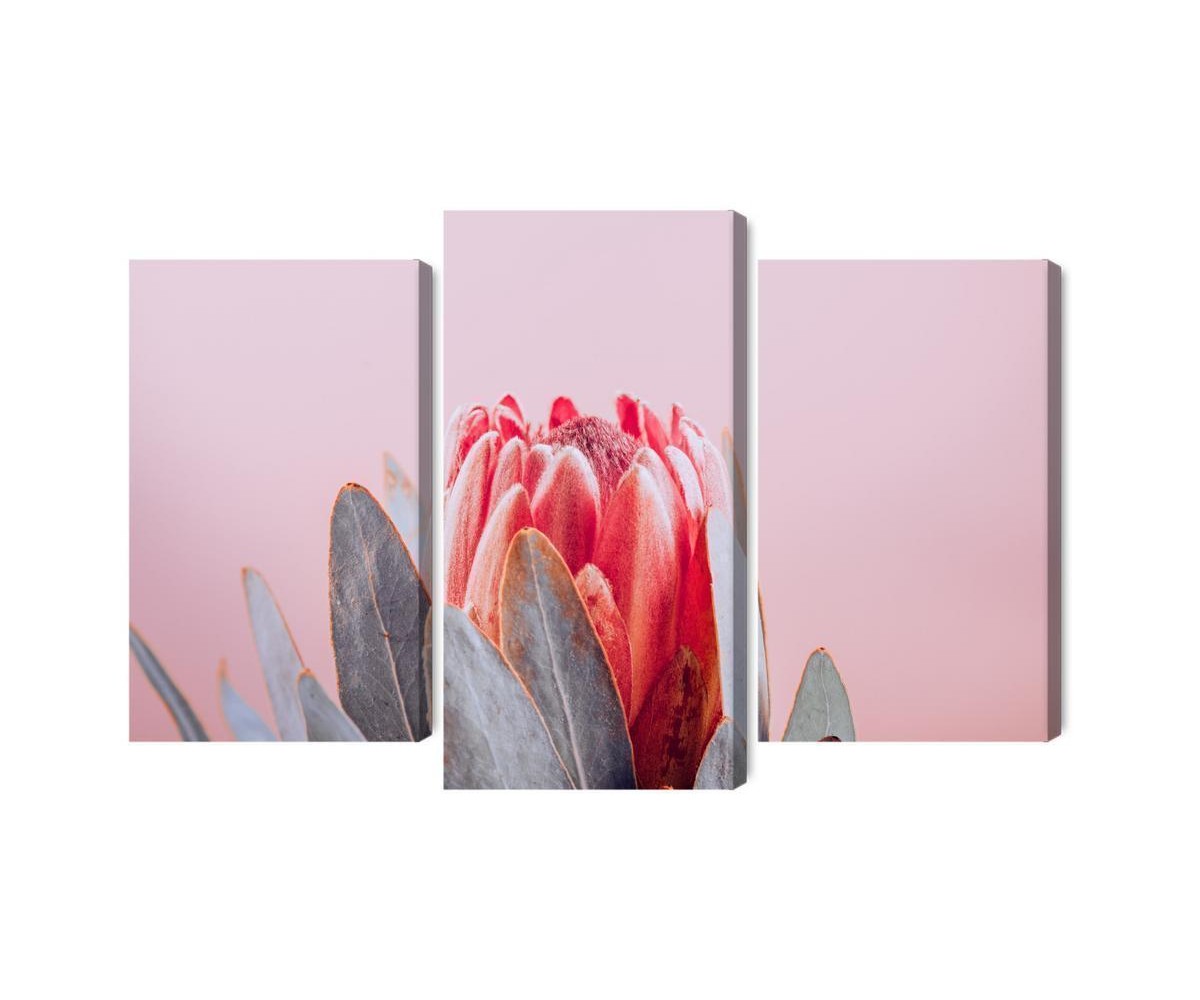 Mehrteiliges Bild Blume Der Königlichen Protea Aus Nächster Nähe