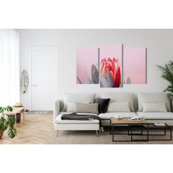 Mehrteiliges Bild Blume Der Königlichen Protea Aus Nächster Nähe