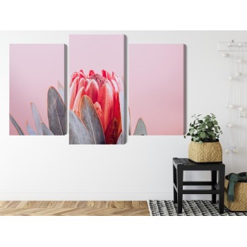Mehrteiliges Bild Blume Der Königlichen Protea Aus Nächster Nähe