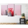 Mehrteiliges Bild Blume Der Königlichen Protea Aus Nächster Nähe