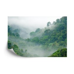 Fototapete Rainforest Morning Fog
