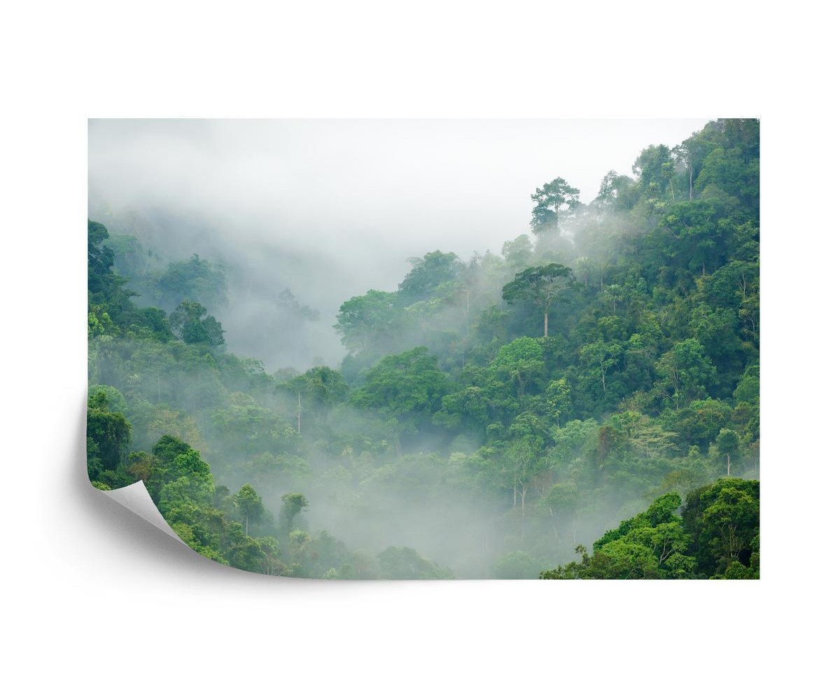 Fototapete Rainforest Morning Fog