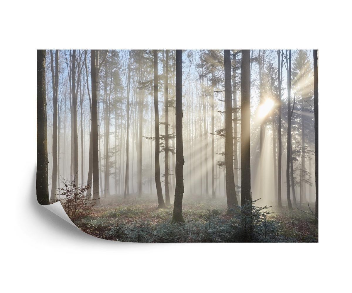 Fototapete Wald Im Nebel