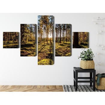 Mehrteiliges Bild Morgensonne Strahlt Im Wald