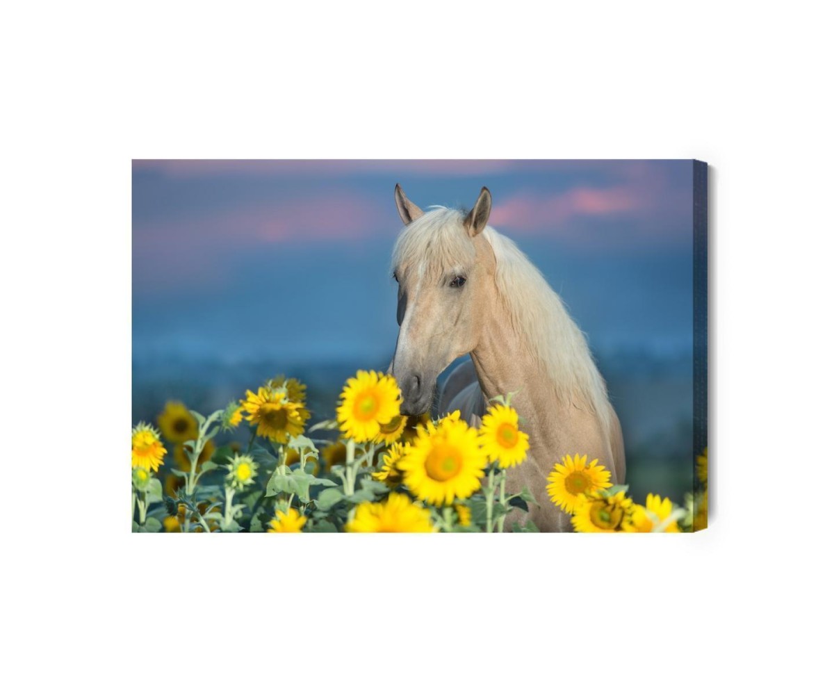 Leinwandbild Pferd Und Sonnenblumen