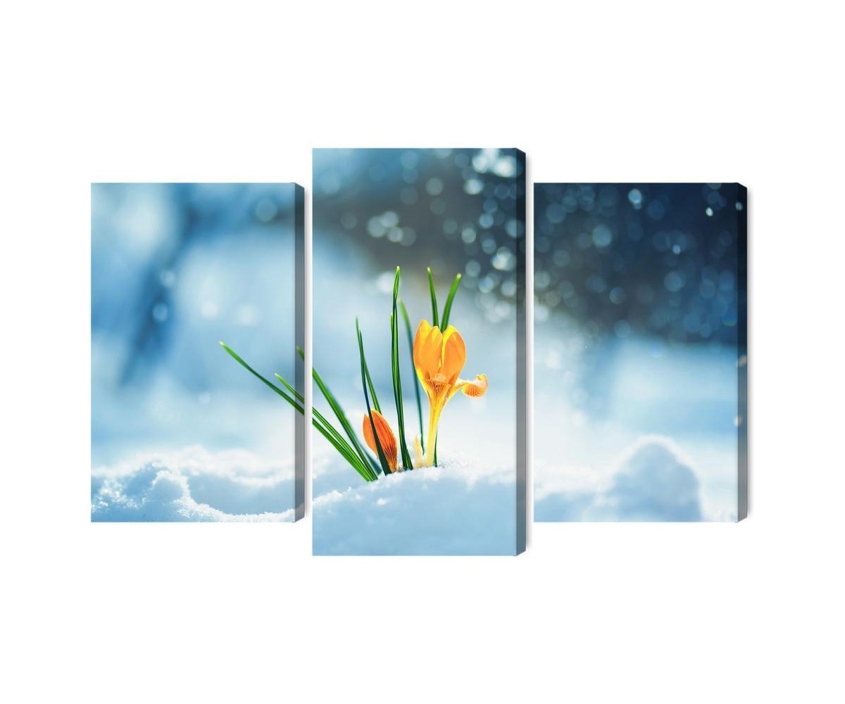 Mehrteiliges Bild Gelbe Krokusse  Die Durch Den Schnee Brechen