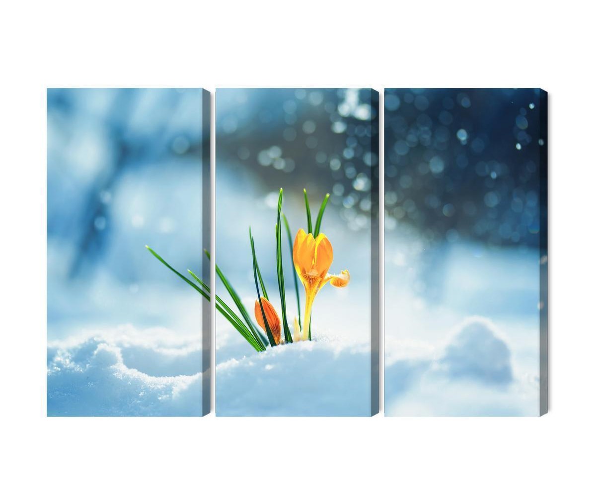Mehrteiliges Bild Gelbe Krokusse  Die Durch Den Schnee Brechen
